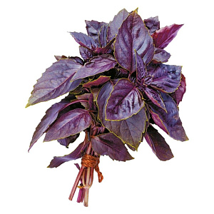 Базилик красный свежий