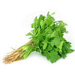 Кинза свежая