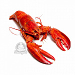 Раки живые 130+ Самые крупные Вареные под заказ (доставляем от 3кг)