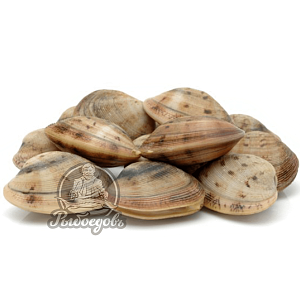 Мидии живые Вонголе