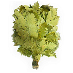 Веник дубовый