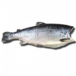 Чавыча, дикая, 4-5кг свежемороженая ПБГ Дальний Восток