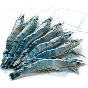 Тигровые креветки с головой 8/12