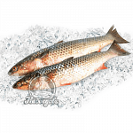 Кефаль охлажденная 2-3кг