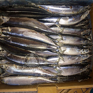 Сайра с/м 110-130 (1/10)