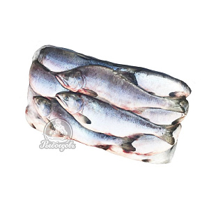 Горбуша с головой мешок 22кг (0,8-1кг)  2024 г.