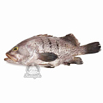 Групер охлажденый, средиземноморский