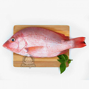 Ред снеппер (red snepper) охлажденный (Индийский океан) вес рыбы 1,5-2,5 кг