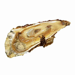 Устрица Императорская, живая