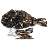 Мидии черные живые Тунис