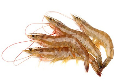 Тигровая креветка, с головой 13/15