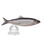 Сельдь слабосолёная 400-600гр Super (ПОСТУПЛЕНИЕ КАЖДОЕ УТРО!)