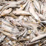 Корюшка  н/р Аргентина 23см+ 20кг