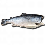 Чавыча M, 2-3 кг, свежемороженая ПБГ Камчатка