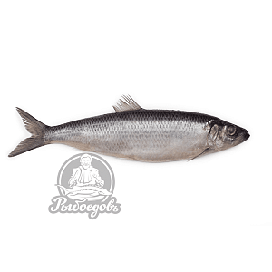 Сельдь слабосолёная 400-600гр Super (ПОСТУПЛЕНИЕ КАЖДОЕ УТРО!)