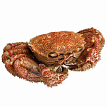 Краб Волосатик целый 600-800гр.