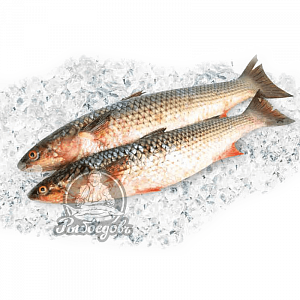 Кефаль охлажденная 2-3кг